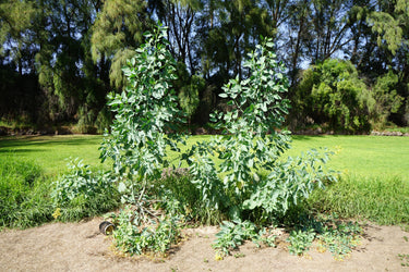 250 TREE TOBACCO Nicotiana Glauca Yellow Trumpet Flower Herb Shrub Seeds